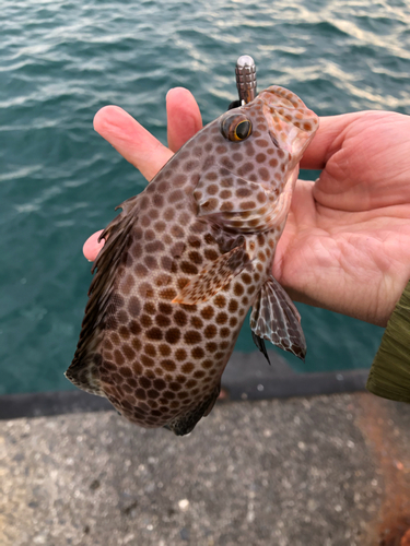 オオモンハタの釣果