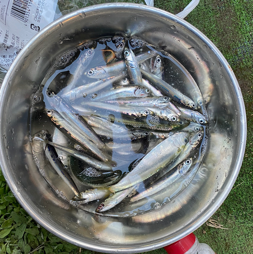 カタクチイワシの釣果