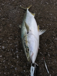 ハマチの釣果