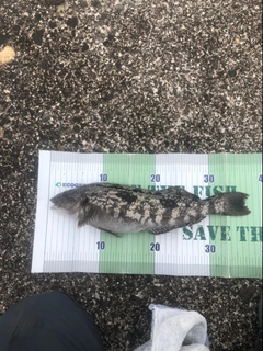 アイナメの釣果