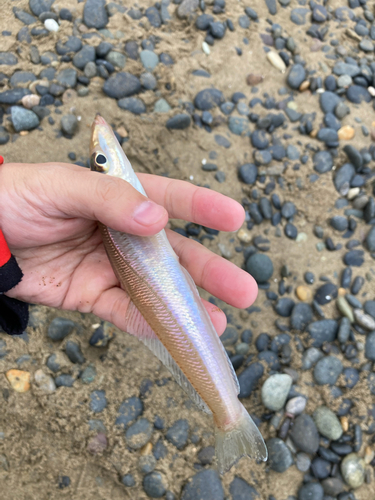 シロギスの釣果