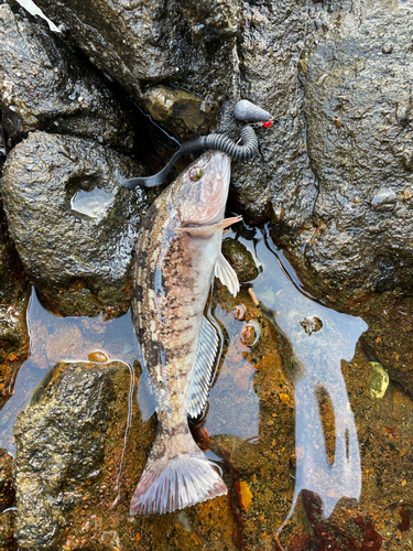 アイナメの釣果