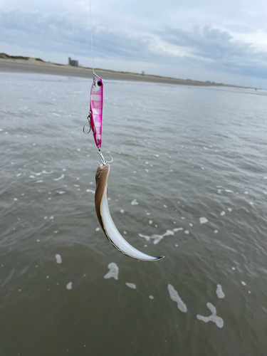 シタビラメの釣果