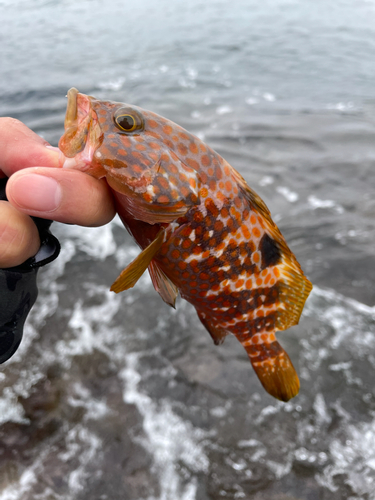 キジハタの釣果