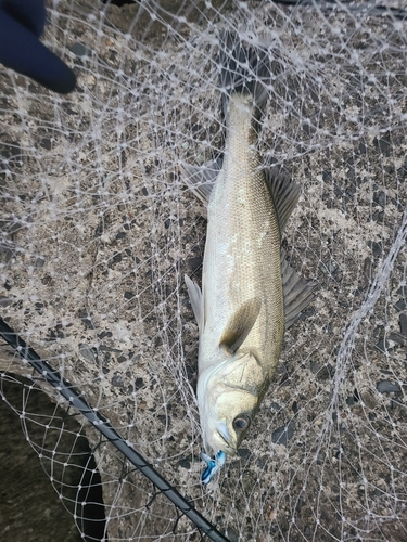 スズキの釣果