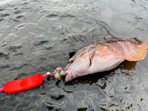 アカササノハベラの釣果