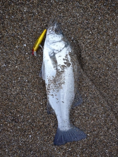 ヒラスズキの釣果