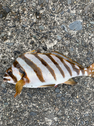 タカノハダイの釣果