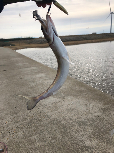 エソの釣果