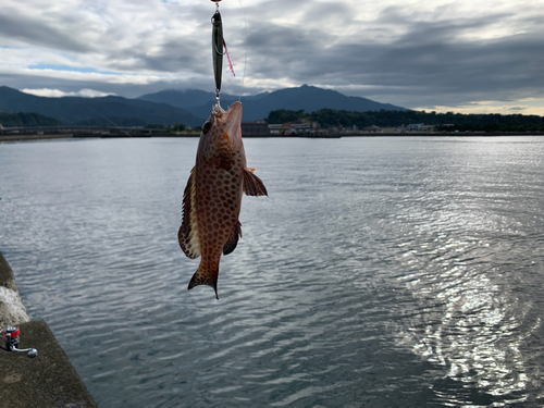 オオモンハタの釣果