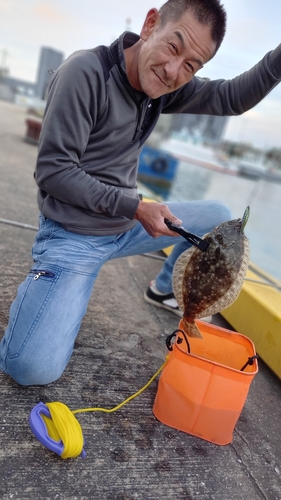 ヒラメの釣果