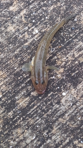 ハゼの釣果