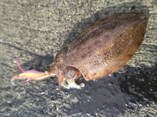 コウイカの釣果