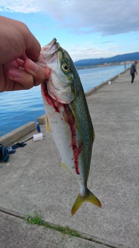 ツバスの釣果