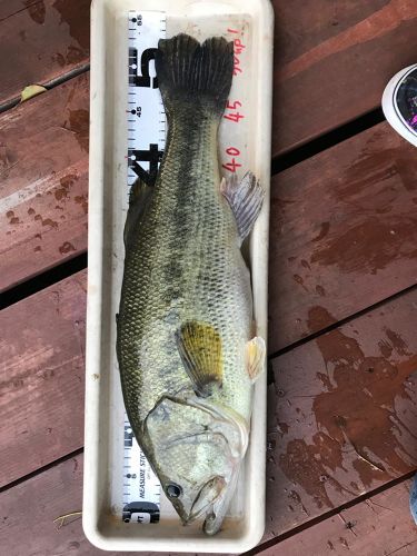 ブラックバスの釣果