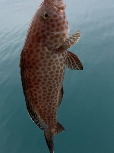 ホウセキハタの釣果