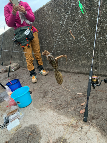 タコの釣果