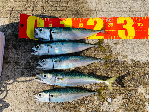 サバの釣果