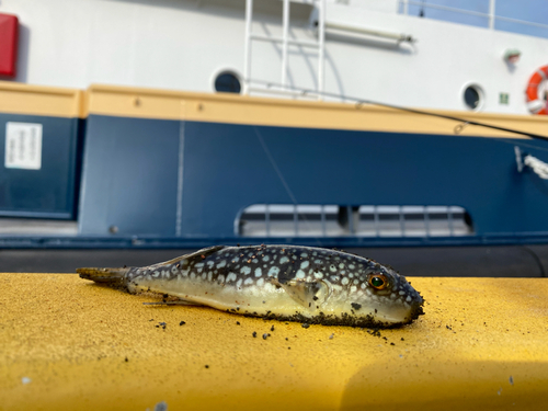 フグの釣果