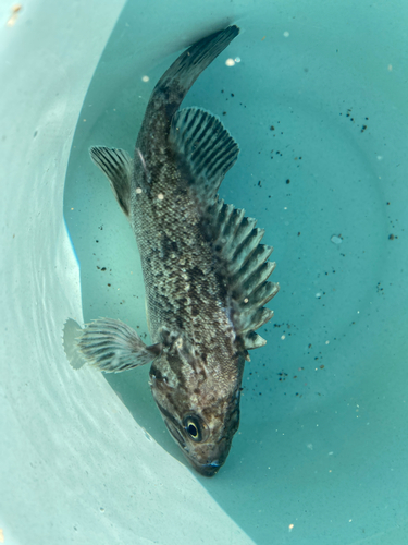 クロソイの釣果