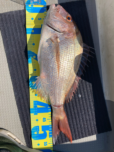 マダイの釣果