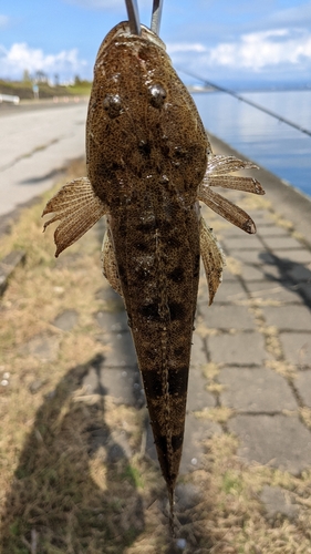 コチの釣果