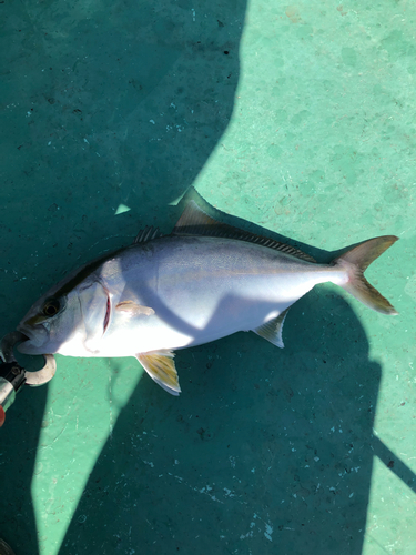 ヒレナガカンパチの釣果