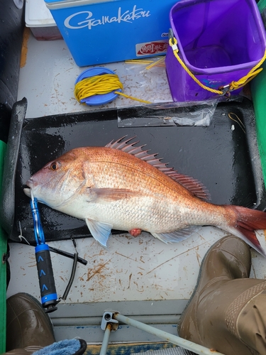 マダイの釣果