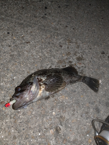 タケノコメバルの釣果