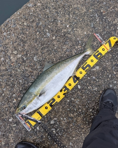 メジロの釣果