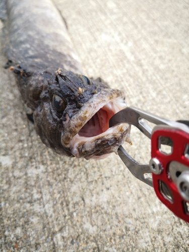 フサギンポの釣果