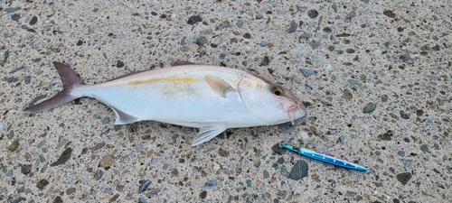 ショゴの釣果