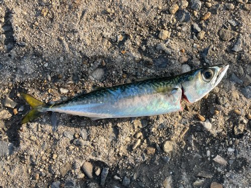 サバの釣果