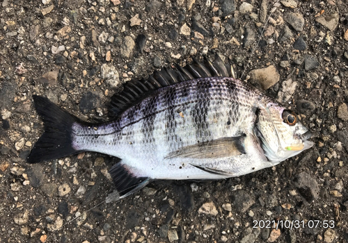 クロダイの釣果