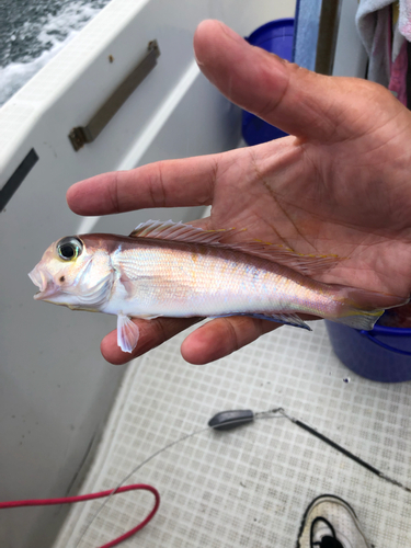 アマダイの釣果