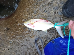 シオの釣果