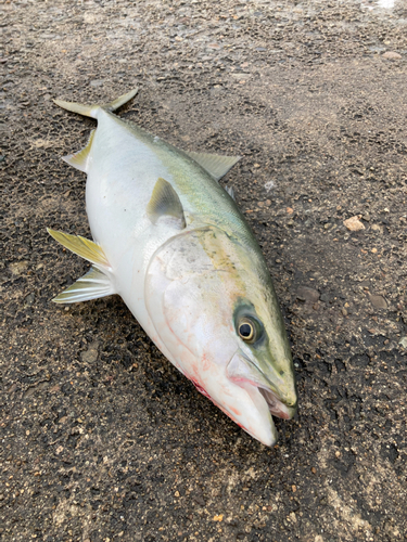 メジロの釣果