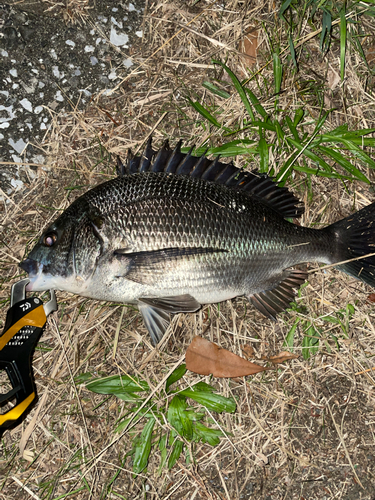 クロダイの釣果