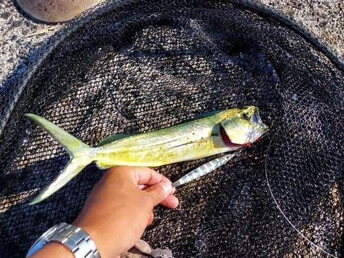 シイラの釣果