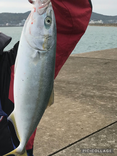 イナダの釣果