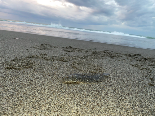 ソゲの釣果