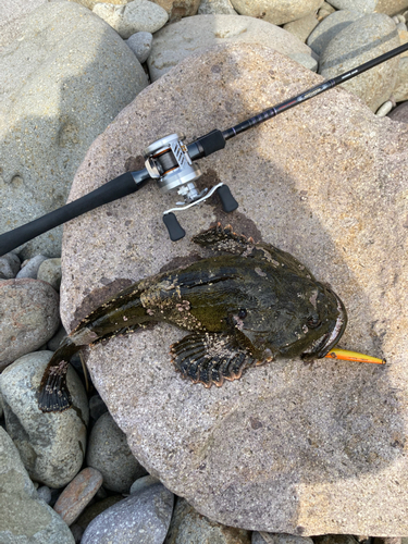 ギスカジカの釣果