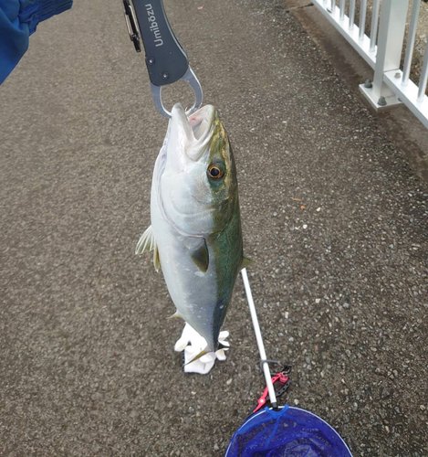 イナダの釣果