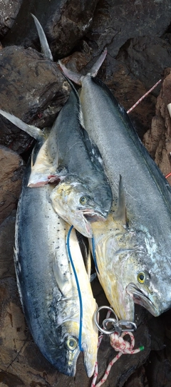 シイラの釣果