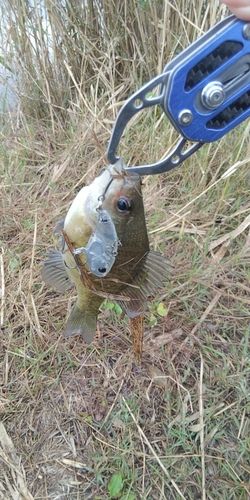 ブルーギルの釣果