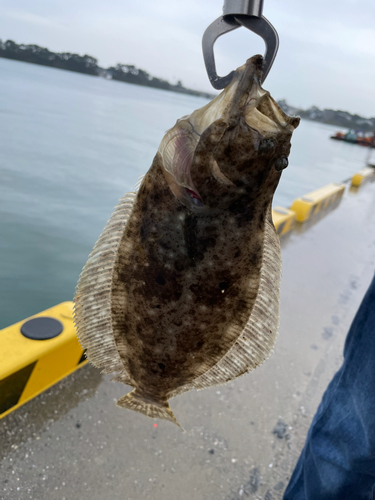 ソゲの釣果