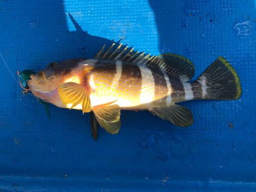 アオハタの釣果