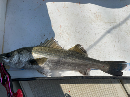 スズキの釣果