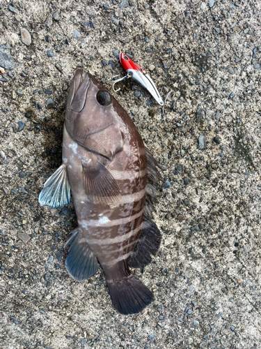 マハタの釣果