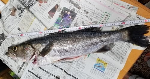 スズキの釣果